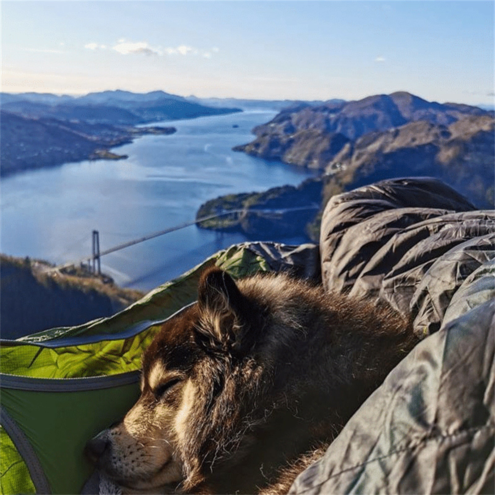 en hund sover i en hängmatta på ett berg över en flod 